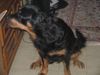 Beauceron Hund