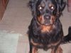 Beauceron Hund