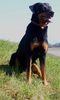 Beauceron Foto: Brandy von der Widenau (ID 16847) Beauceron Hund