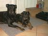 Beauceron Foto: Lunett und Choice (ID 3478) Beauceron Hund