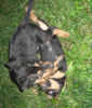 Beauceron Hund