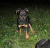 Beauceron Hund