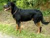Beauceron Foto: Cheki de l´Amouraudiere (ID 18728) Beauceron Hund
