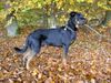 Beauceron Foto: Cheki de l´Amouraudiere (ID 18730) Beauceron Hund