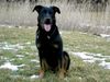 Beauceron Foto: Cheki de ´l Amouraudiere 2 Jahre (ID 19732) Beauceron Hund