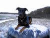 Beauceron Foto: Cheki de l´Amouraudiere (ID 18729) Beauceron Hund