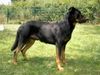 Beauceron Foto: Cheki de L Amouraudiere (ID 23221) Beauceron Hund