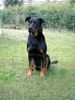 Beauceron Foto: Cheki de L Amouraudiere (ID 23222) Beauceron Hund