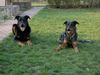 Beauceron Foto: Cheki und Aura (ID 21199) Beauceron Hund