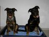 Beauceron Foto: Cheki und Aura (ID 21198) Beauceron Hund