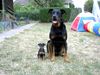 Beauceron Foto: Beauci und Zwergpinscher (ID 22728) Beauceron Hund