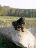 Beauceron Hund