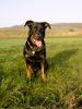 Beauceron Hund