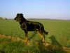 Beauceron Hund