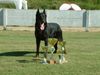 Beauceron Foto: Winner Belgische Clubschau 2005 (ID 22431) Beauceron Hund