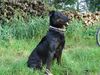 Beauceron Foto: Saskia des grands filous18 Monate (ID 20327) Beauceron Hund