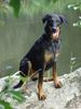 Beauceron Foto (ID 16387) Beauceron Hund
