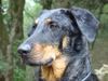 Beauceron Foto (ID 16388) Beauceron Hund