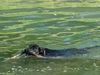 Beauceron Foto: Saskia des Grands Filous 19 Monate, eine unbändige Wasserratte (ID 22881) Beauceron Hund