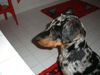 Beauceron Hund