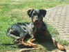 Beauceron Hund