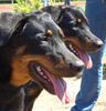 Beauceron Hund