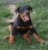 Beauceron Foto: Duchesse le Bijou noir de la Montagne (ID 4216) Beauceron Hund