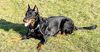 Beauceron Foto: Eysha von der Happy Horse Farm (ID 3201) Beauceron Hund
