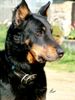 Beauceron Foto (ID 21689) Beauceron Hund