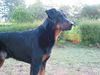 Beauceron Foto: Clochard aus dem Düppel, genannt Whitey, da er einen kleinen weißen Brustfleck hat! (ID 10867) Beauceron Hund