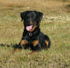 Beauceron Hund