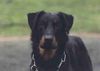 Beauceron Foto: Aaron aus dem Düppel (ID 9836) Beauceron Hund