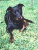 Beauceron Foto: Lunett de la Plaine du tilleul (ID 4217) Beauceron Hund