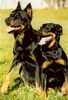 Beauceron Foto (ID 3475) Beauceron Hund