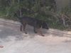 Beauceron Foto: in Spanien (Marbella) (ID 23103) Beauceron Hund