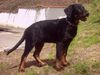 Beauceron Foto: Espoir le Bijou noir de la Montagne (ID 14458) Beauceron Hund