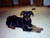 Beauceron Foto: estrelle le bijounoir de la montagne (ID 9951) Beauceron Hund
