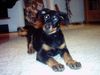 Beauceron Foto: estrelle le bijounoir de la montagne (ID 9950) Beauceron Hund