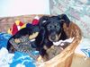 Beauceron Foto: Estrell le Bijou noir de la Montagne (ID 9948) Beauceron Hund