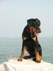 Beauceron Foto: Eve (Heidi) le Bijou noir de la Montagne (ID 14459) Beauceron Hund