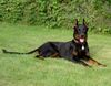 Beauceron Hund