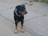 Beauceron Foto: arthy, geb.15-03-98 (ID 4633) Beauceron Hund