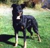 Beauceron Foto: Das ist (ID 3471) Beauceron Hund
