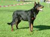 Beauceron Foto: Parcival du Val du Tremblay (ID 15410) Beauceron Hund