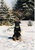 Beauceron Foto: In Gedanken immer bei mir! (ID 11480) Beauceron Hund