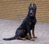 Beauceron Hund