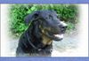 Beauceron Hund