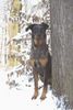 Beauceron Foto: Tatu Argentee (ID 2561) Beauceron Hund