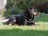Beauceron Foto: Toller Tip und sehr guter Kumpel! (ID 10685) Beauceron Hund