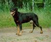 Beauceron Foto: INT&FIN&N CH Punasukan Hester has grandkids (ID 17803) Beauceron Hund
